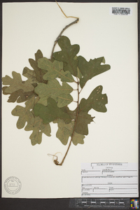 Quercus margaretta image