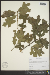 Quercus margaretta image