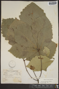 Quercus montana image