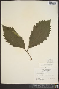 Quercus montana image