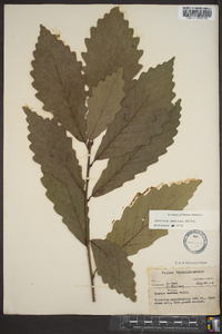 Quercus montana image