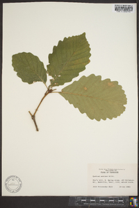 Quercus montana image