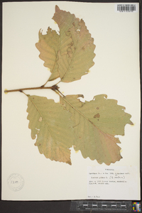 Quercus montana image