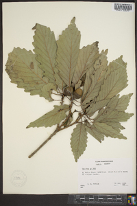 Quercus montana image