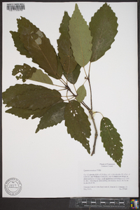 Quercus montana image