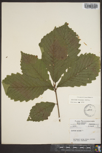 Quercus montana image