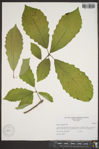 Quercus montana image