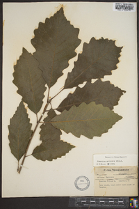 Quercus montana image