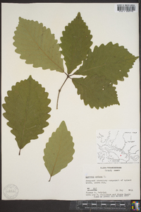 Quercus montana image