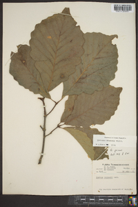 Quercus montana image