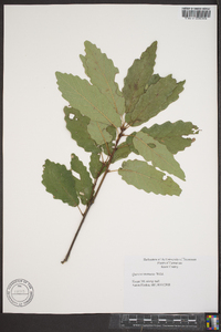 Quercus montana image