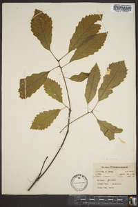 Quercus montana image