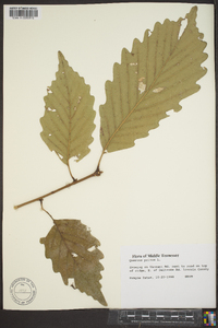 Quercus montana image