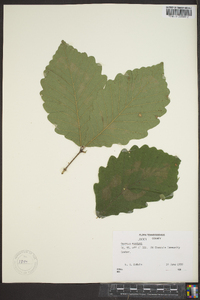 Quercus montana image