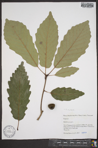 Quercus montana image