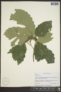 Quercus montana image