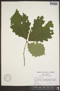 Quercus montana image