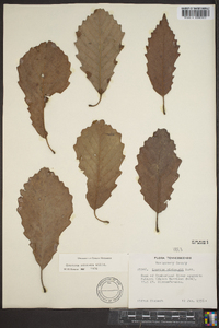 Quercus montana image