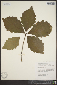 Quercus montana image