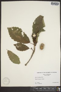 Quercus montana image