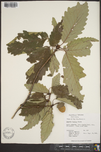 Quercus montana image