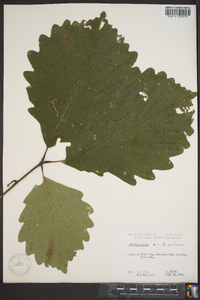 Quercus montana image