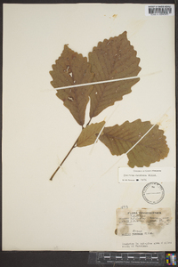 Quercus montana image