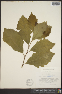 Quercus montana image