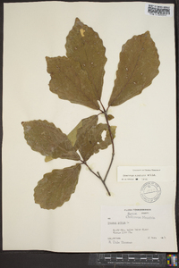 Quercus montana image