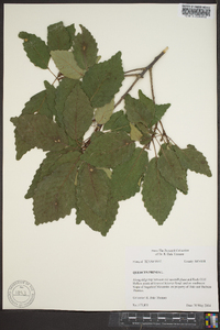 Quercus montana image