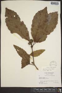 Quercus montana image