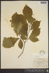 Quercus montana image