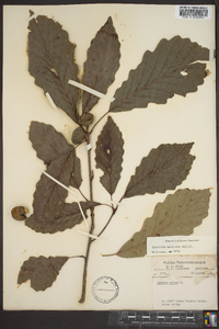 Quercus montana image