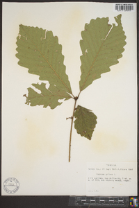 Quercus montana image