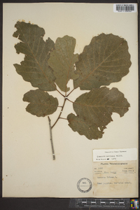 Quercus montana image