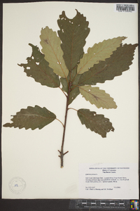 Quercus montana image