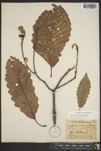 Quercus montana image