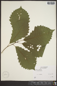 Quercus montana image