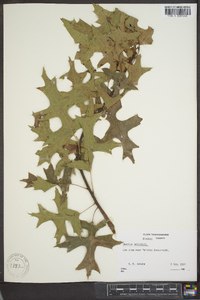 Quercus palustris image