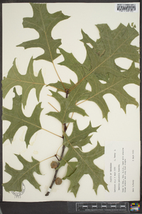 Quercus palustris image