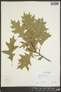 Quercus palustris image