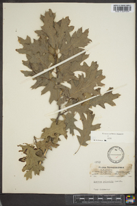 Quercus palustris image