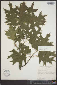 Quercus palustris image