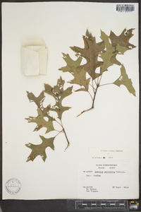 Quercus palustris image