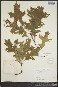 Quercus palustris image