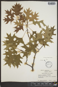 Quercus palustris image