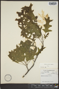 Quercus palustris image