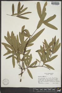 Quercus phellos image