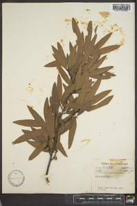 Quercus phellos image