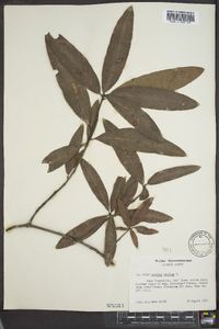 Quercus phellos image